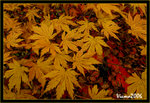 DS2_3418s