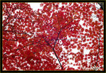 DS2_3435s