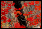 DS2_3452s