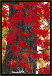 DS2_3842s