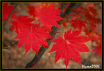 DS2_3848s
