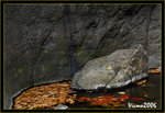DS2_3911s
