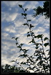 20091108- (10)