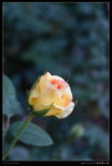 20091108- (17)