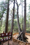 錦江大峽谷 - 松樺戀: 一棵松樹和樺樹合在一起,根連根,枝攀枝                      
DSC_0066_01
