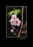 IMG-20250206-WA0073