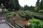 黃石寨茶園在黃石寨頂的人工茶園,面積約800平方米. 旁邊是中草藥長廊.
IMG_1654