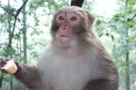 在中國, 四川蛾眉山等一些風景區有獼猴可親密接觸.但在巿區能看到獼猴僅有黔靈山一處. 黔靈山猴也因此名氣很大. 被稱為靈猴. DSC09676