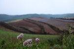 DSC00242