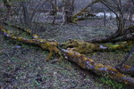 阿媽樹，三根枯干代表雙橋溝、長坪溝和海子溝的方向