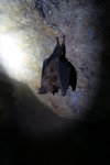 洞內僅見一隻蝙蝠IMG_1713