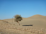 塔克拉瑪干沙漠位于塔里木盆地的中心,是中國境內最大的沙漠,也是世界第二大的流動沙漠.
DSCN5184