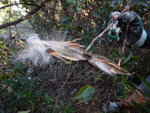 地上佈滿羽毛,原來是羊角拗的植物散落
DSCN4440