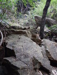 流水岩瀑下層左邊穿林上
DSCN5439