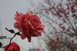 IMG_2437