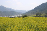 村民村油菜花很多已經淍謝,但對於我哋嚟講,唔講睇唔出.
IMG_2706