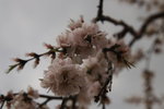 IMG_5933