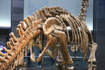 史前動物的巨大化石骨架令人嘆為觀止,不容錯過.
IMG_6226