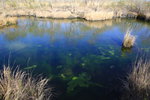 湖水呈微藍色,水清的可以看到水下的深綠,淺綠,金黃,鵝黃,以及褐色的苔蘚類植物.這是火山岩湖擁有的特殊苔蘚類植物.
IMG_0514