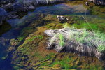 苔蘚類植物有的如絲,有的如烟,有的如雲,在水中隨水流漂浮.碧螺吐絲是温泊三溪中最出彩的一景.
IMG_0607