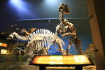 黑龍江省是最早發現恐龍化石的省份,到目前已有六處恐龍化石地點被發現,出土的化石距今6500萬年,地質時代為中生代白堊紀晚期.
IMG_0962