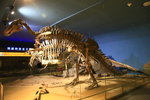 1902年嘉荫县出土的恐龍被稱為神州第一龍
IMG_0963
