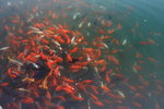 五龍潭內錦魚眾多,"龍潭賞魚"是濟南著名景觀之一. 
IMG_2744