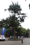 政委樹,由於都是歴任政委保養這棵樹,因此得名.
IMG_4613