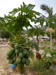 點樣可以種到木瓜又矮又多果
DSCN8134