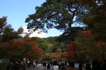 永觀堂裡種植了上百株以上的楓樹,遍及整座寺院,到深秋時變成全京都最熱門的景點之一. 
IMG_8190