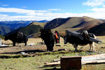 遇上游牧藏民搬帳蓬,藏民逐水草而居目的餵飼
牦牛,吃晒草後又搬

1-DSC_0556