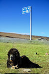 卡子拉山(海拔4718米),導遊提示要小心藏族惡犬,
1-DSC_0589