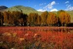 稻城紅草地,大片水漥裏生長着一種水草,此草在9-10月一片通紅,紅草地是稻城的標誌
2-DSC_0115