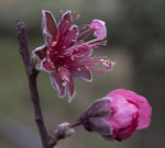 IMG_3722_2