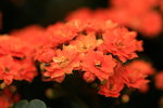 IMG_6152