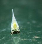 紫絡蛾蠟蟬1M5A0399_