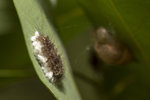 棉花粒是寄生蜂幼蟲的繭
1M5A0237 (3)_