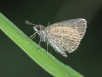 1M5A0586 (1)_