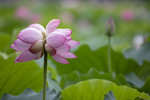 1M5A0138.jpg_