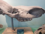 披毛犀頭骨化石 PA104646