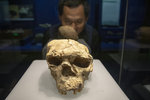 1989年在湖北鄖县考古發掘出两具人類頭骨化石.两具頭骨化石都保存了完整的腦顱和基本完整的面顱.
1M5A0176.jpg_