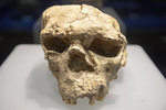 鄖縣人II 號頭骨化石，是目前中國保存最為完好的直立人頭骨化石,定名為"鄖县直立人",經測定,大致距今80萬年至90萬年.1M5A0177.jpg_