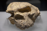鄖縣人I 號頭骨化石，是湖北首次發現的最完整的古人類頭骨化石 1M5A0180.jpg_