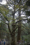 這三棵樹在黃龍寺山門前,有"廟堂之寶"的稱譽,故名"三寶樹",寶樹現已被重點保護.
1M5A0927.jpg_