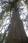 柳杉 600年, 柳杉原名"婆罗",是從西域引來的樹種. 1M5A0938.jpg_