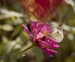 1M5A0408.jpg_