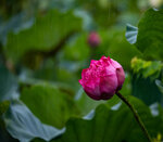 _M5A0494.jpg_