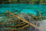 五花海-橫陳著一些已鈣化的水下沉木,形成了奇特的珊瑚樹。

DSC_0040_01