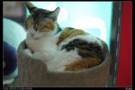 nEO_IMG_DSC00870_縮小大小