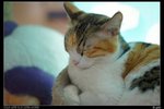 nEO_IMG_DSC00871_縮小大小